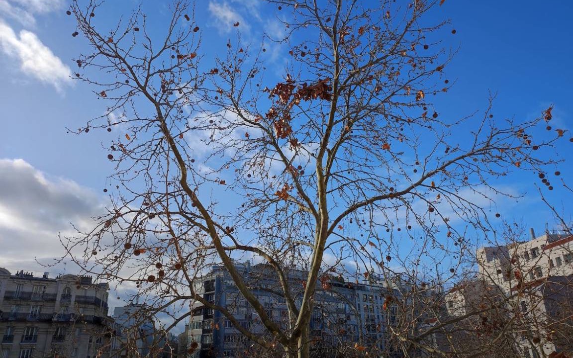 Photo of Outdoor in Grenelle