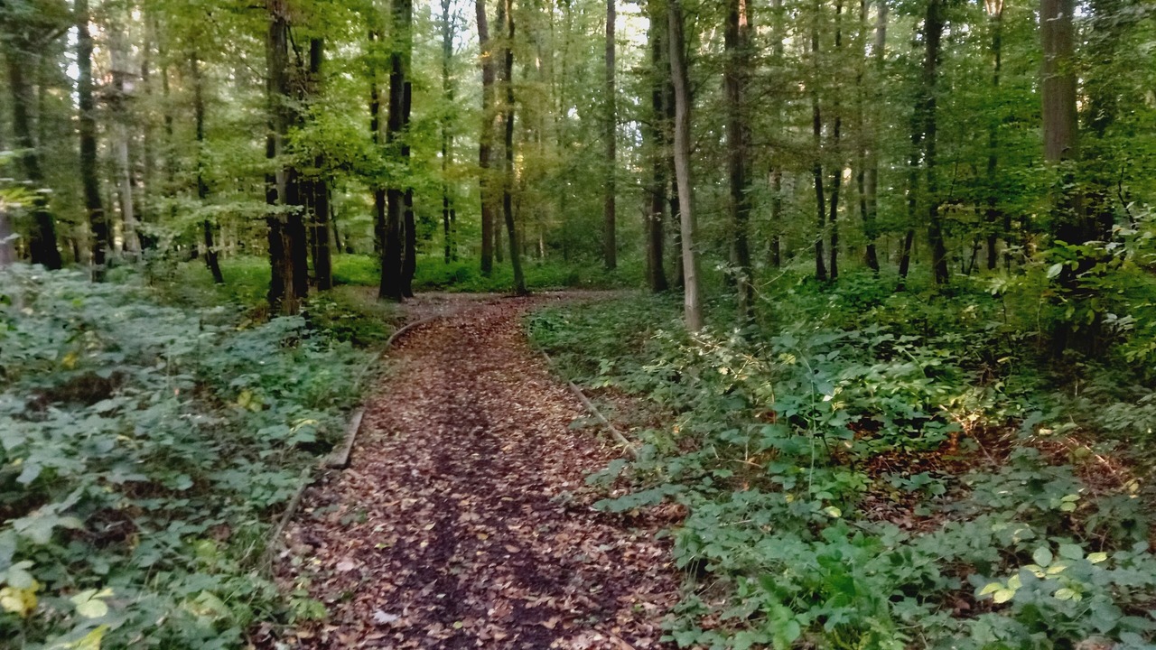 Photo of Others in Tremblay-en-France