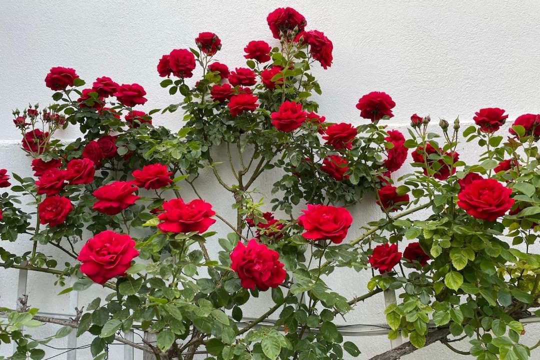 Photo of Others in L'Hay-les-Roses